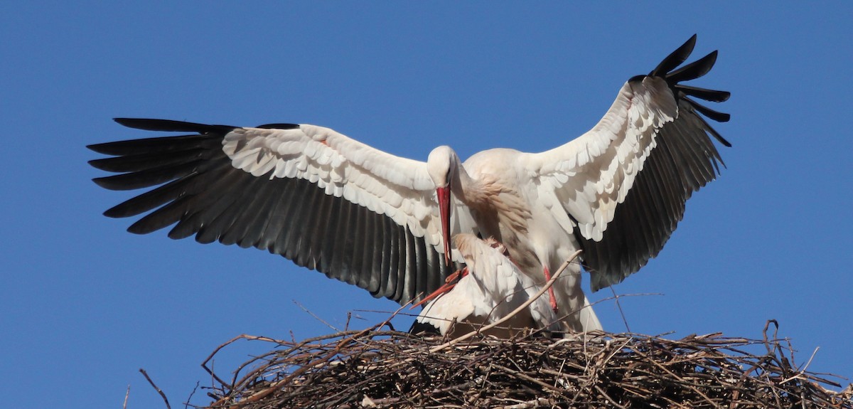 White Stork - ML252785791