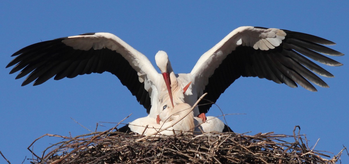 White Stork - ML252785801