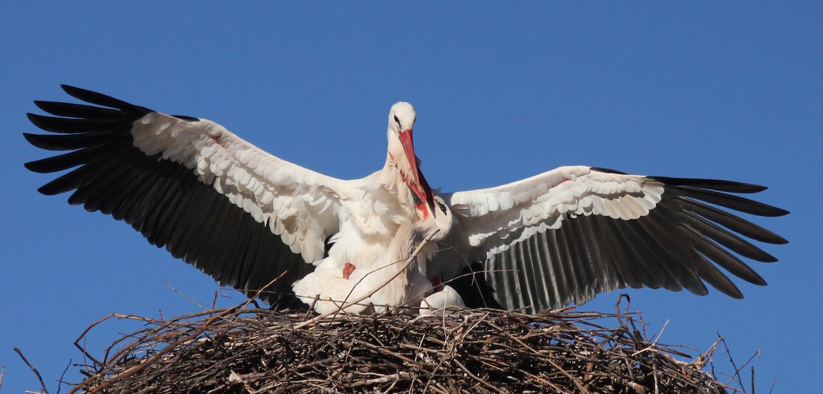 White Stork - ML252785821