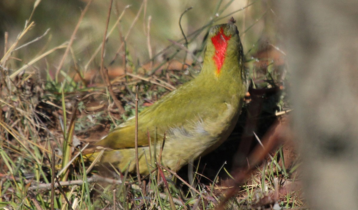 Levaillant's Woodpecker - simon walkley