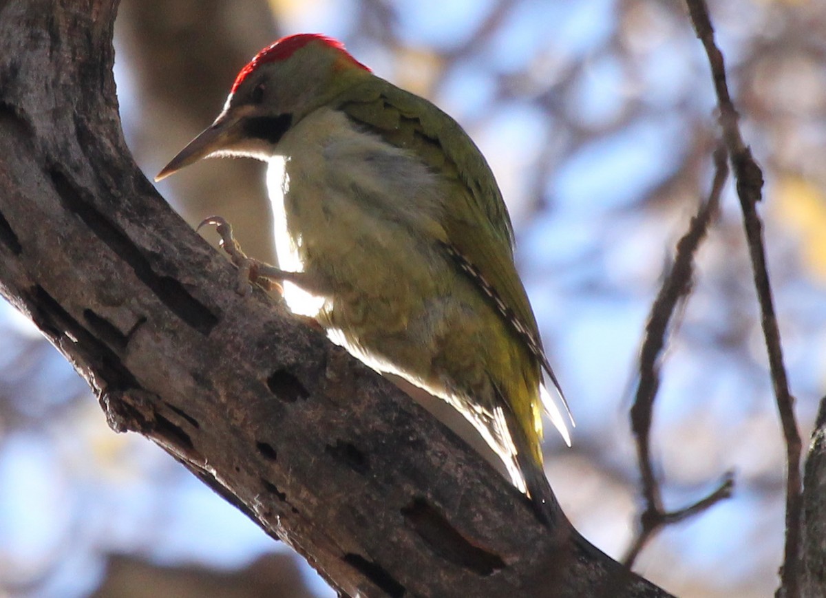 Levaillant's Woodpecker - simon walkley