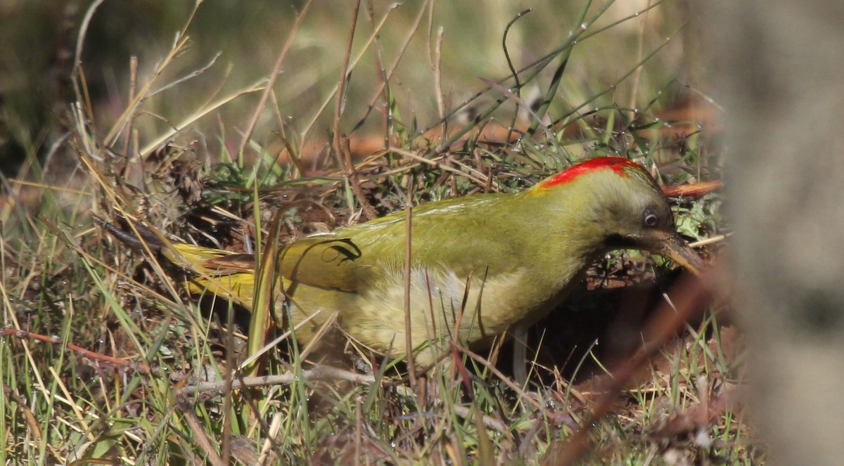 Levaillant's Woodpecker - ML252786691