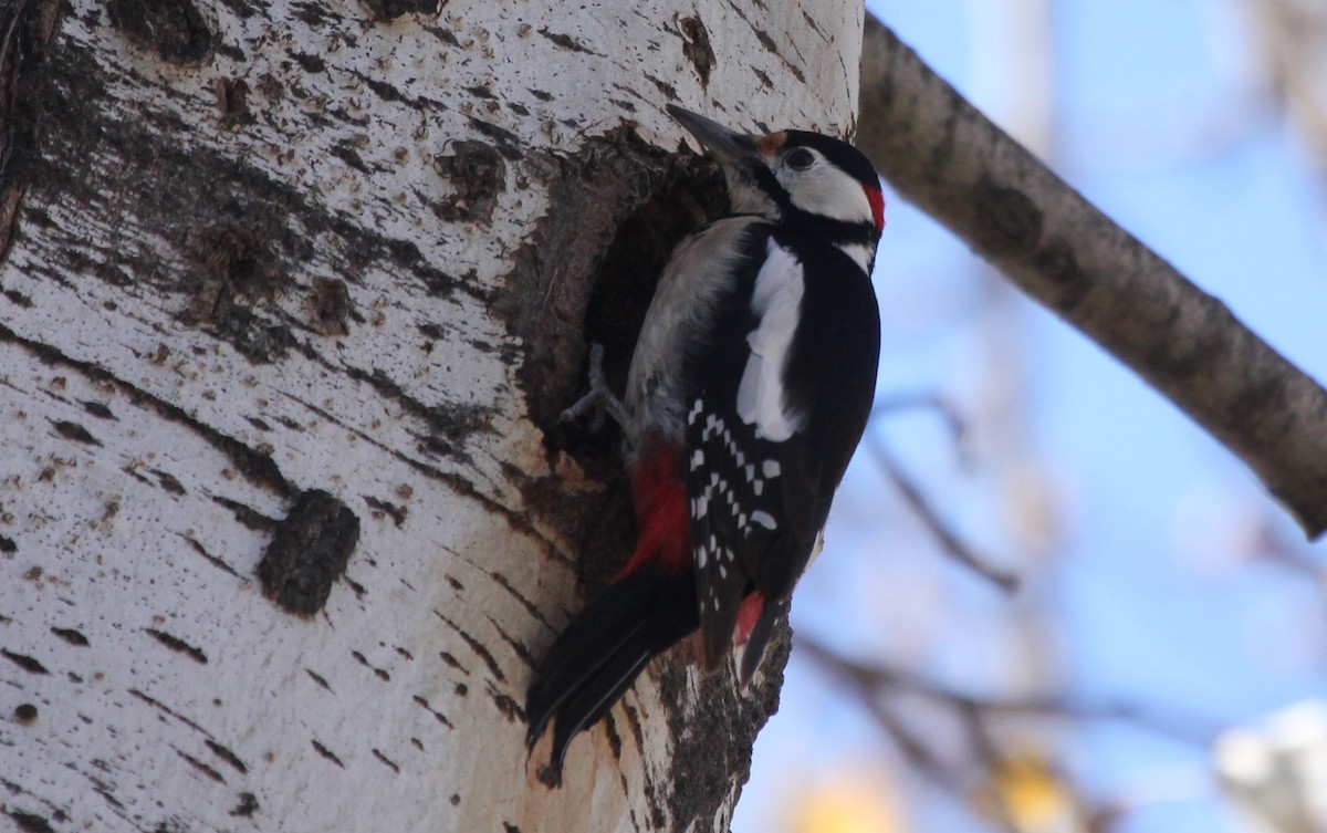 Great Spotted Woodpecker - ML252786821