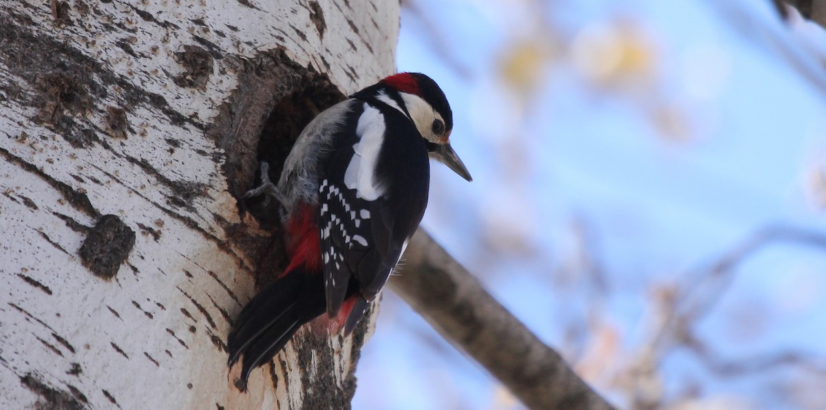 Great Spotted Woodpecker - ML252786831