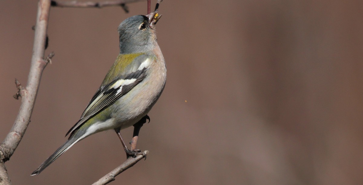 Common/African Chaffinch - ML252787041