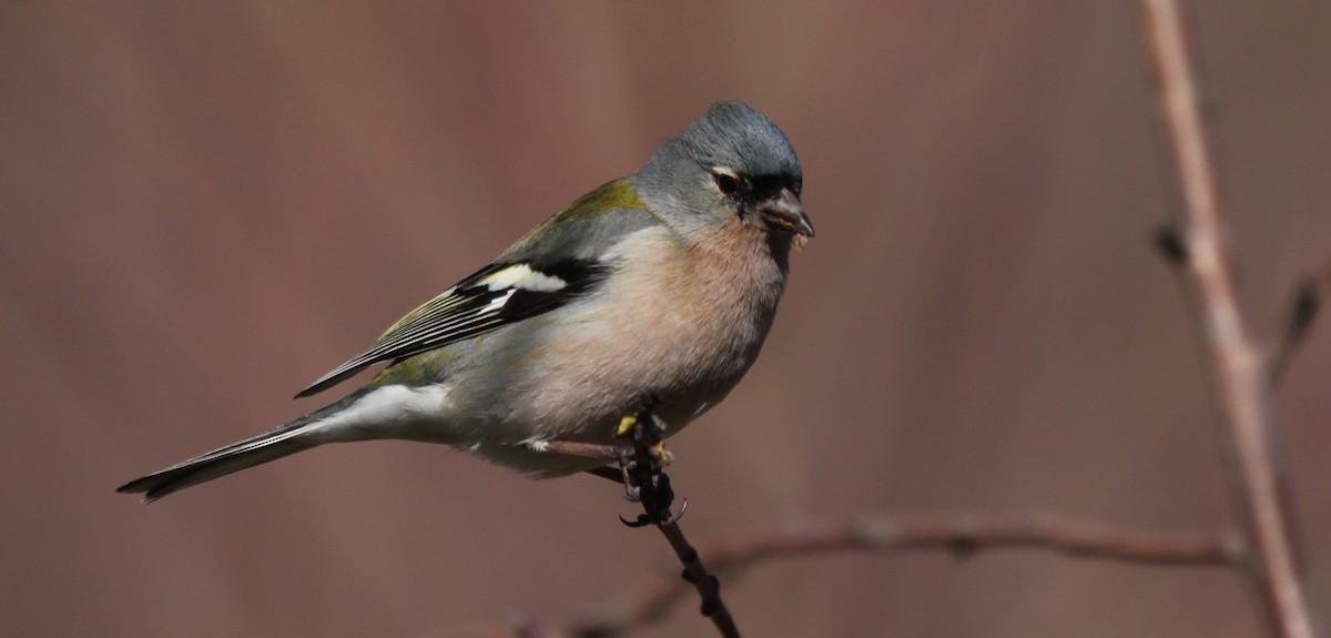 Common/African Chaffinch - ML252787051