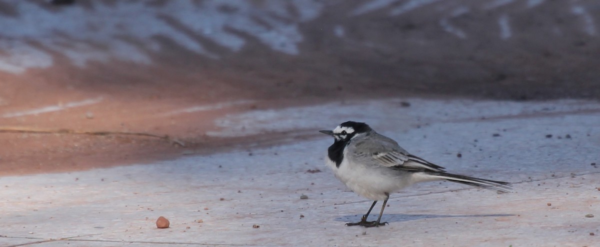 White Wagtail - ML252787211