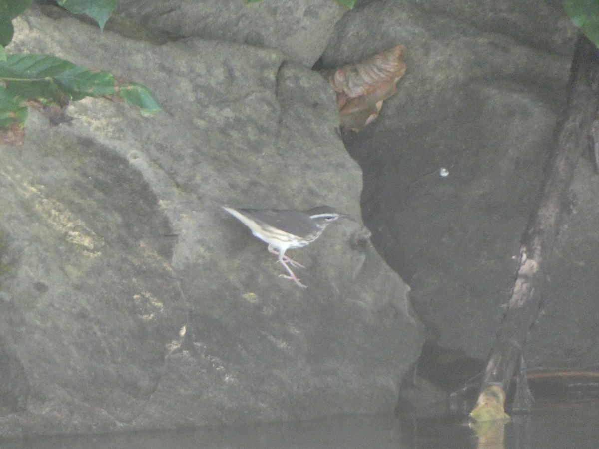 Louisiana Waterthrush - ML252787471