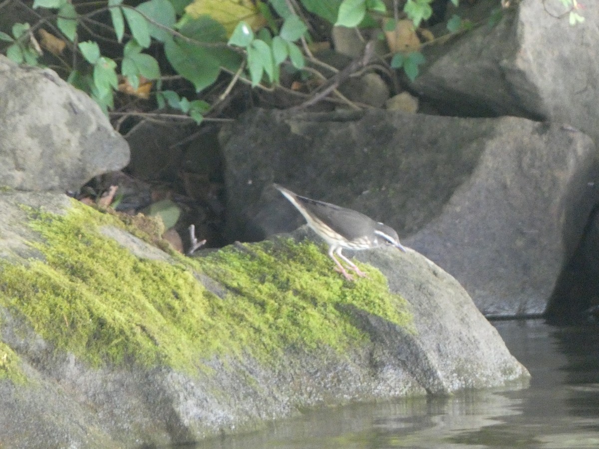 Louisiana Waterthrush - ML252787481