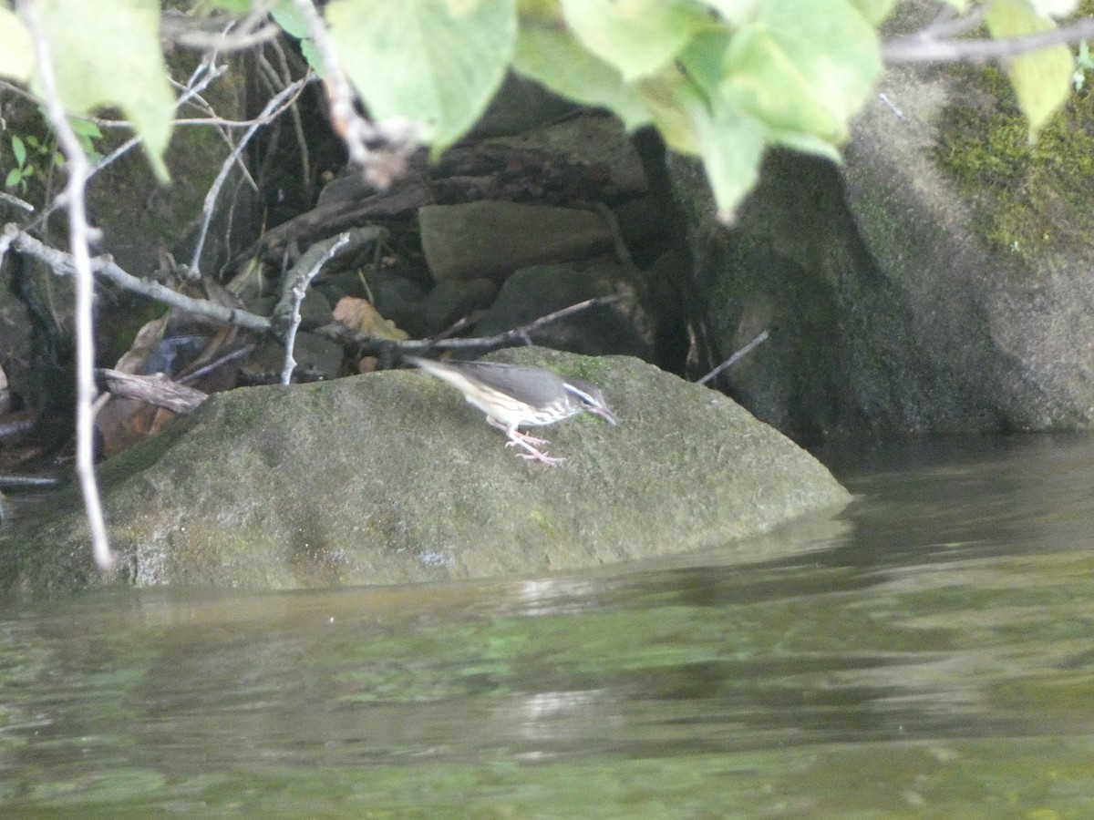 Louisiana Waterthrush - ML252787501