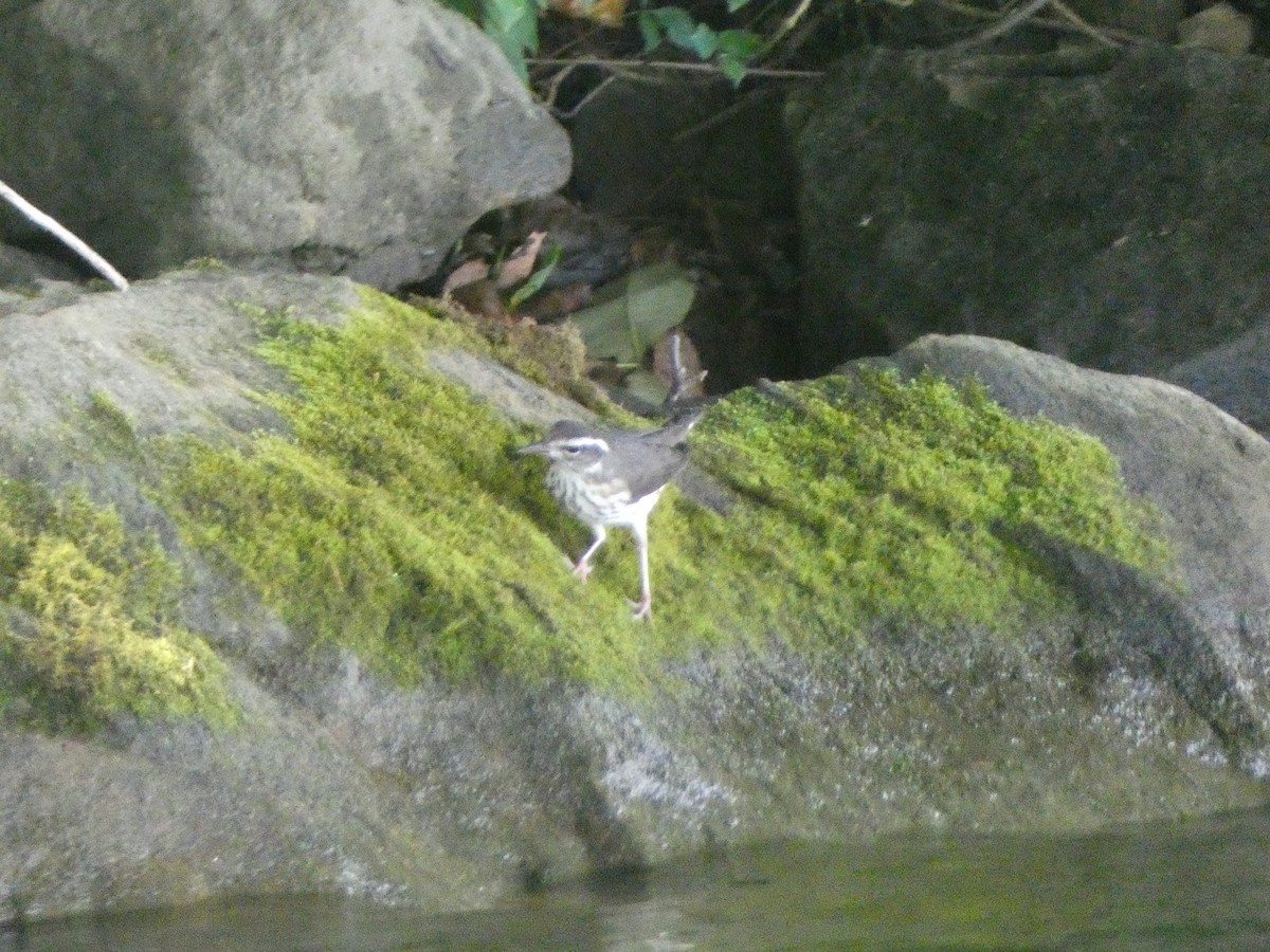 Louisiana Waterthrush - ML252787511