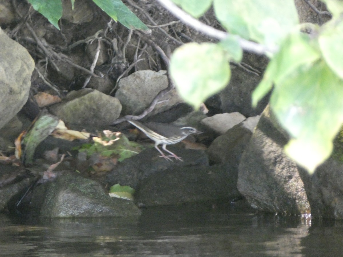 Louisiana Waterthrush - ML252787531