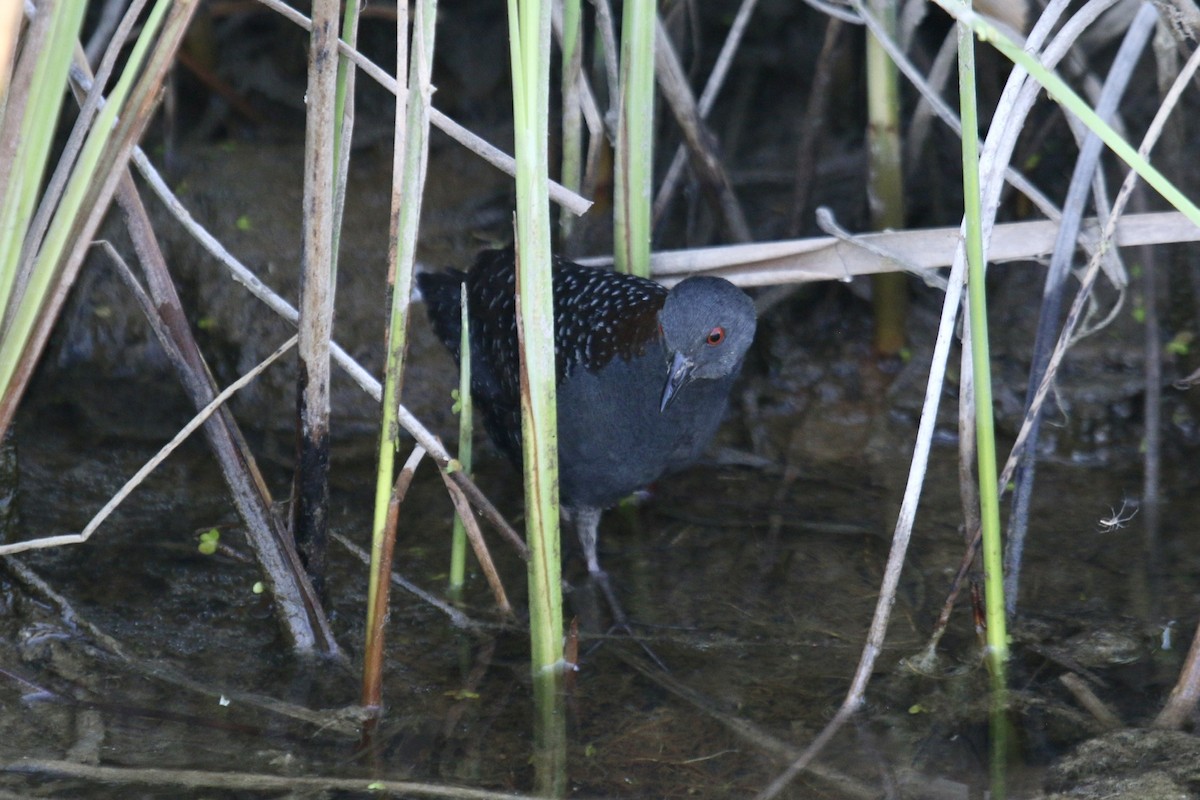 Black Rail - Jeremy Dominguez