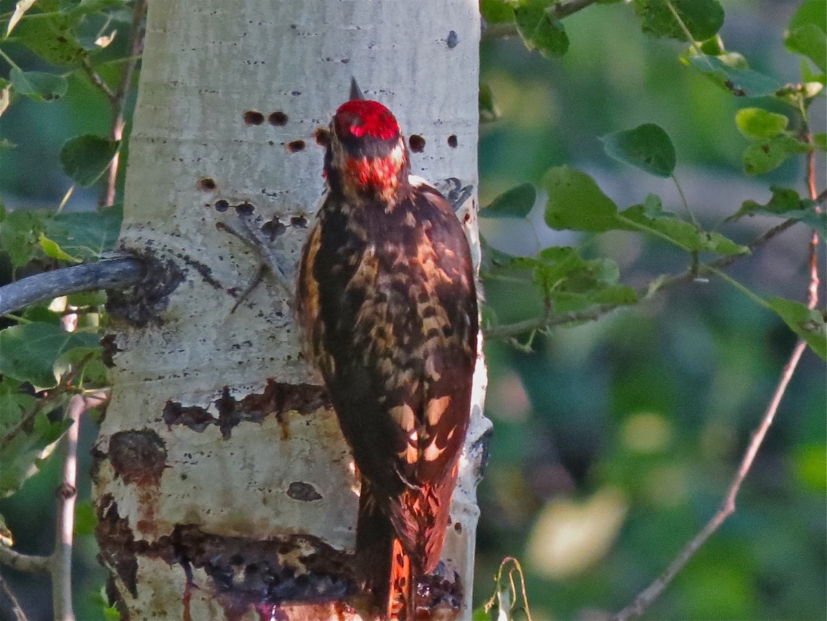 Red-naped Sapsucker - Bill Hill