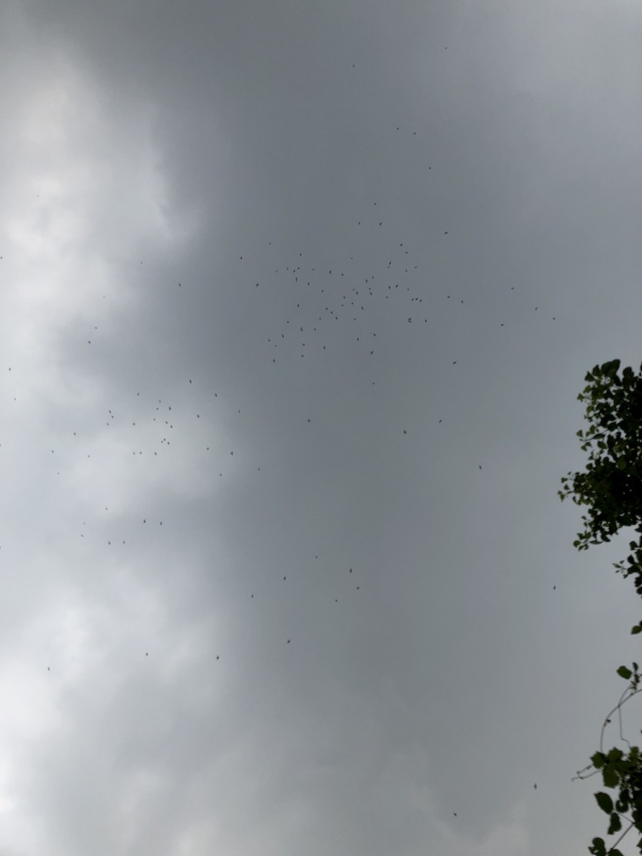 Vencejo Oriental - ML252791261