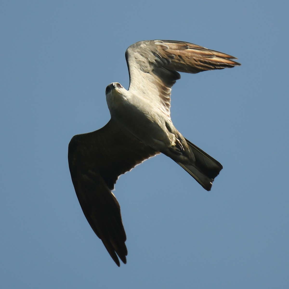 Mississippi Kite - Keith McCullough