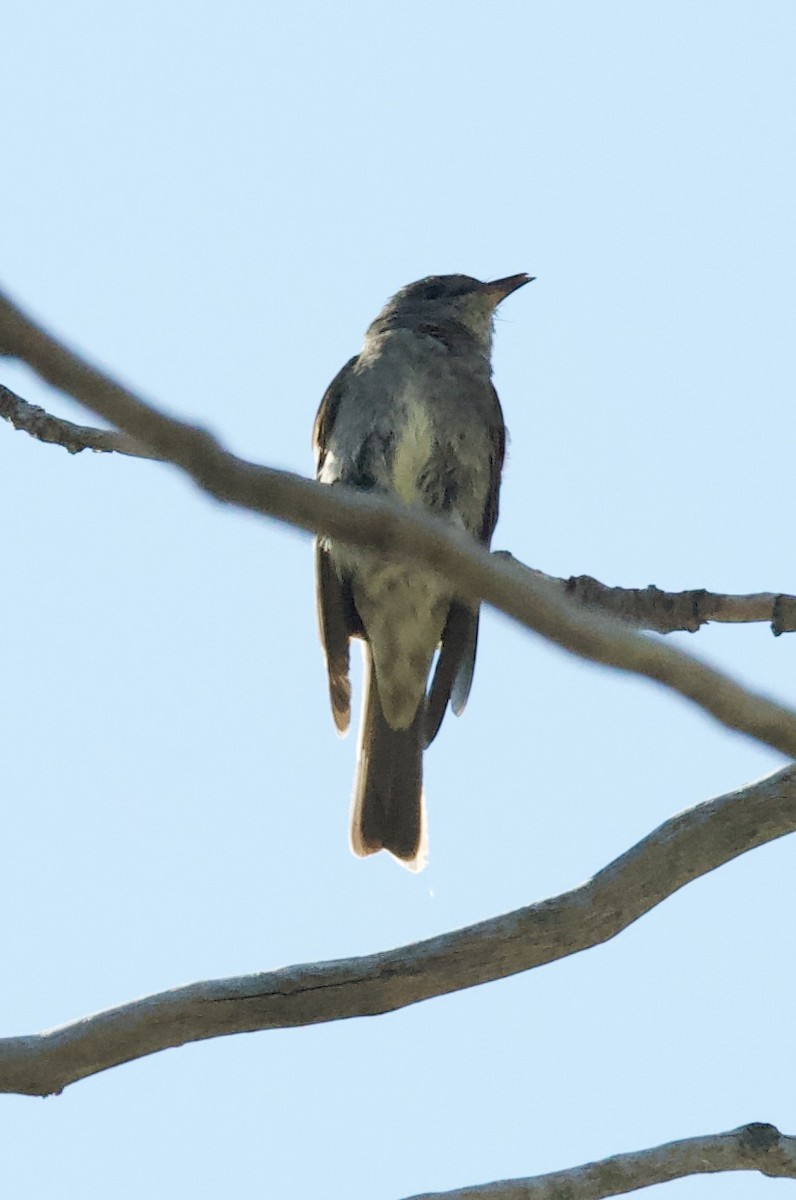 Western Wood-Pewee - ML252791661