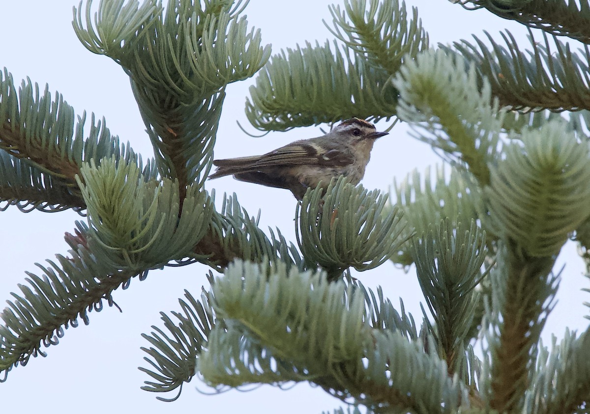 Golden-crowned Kinglet - ML252791801