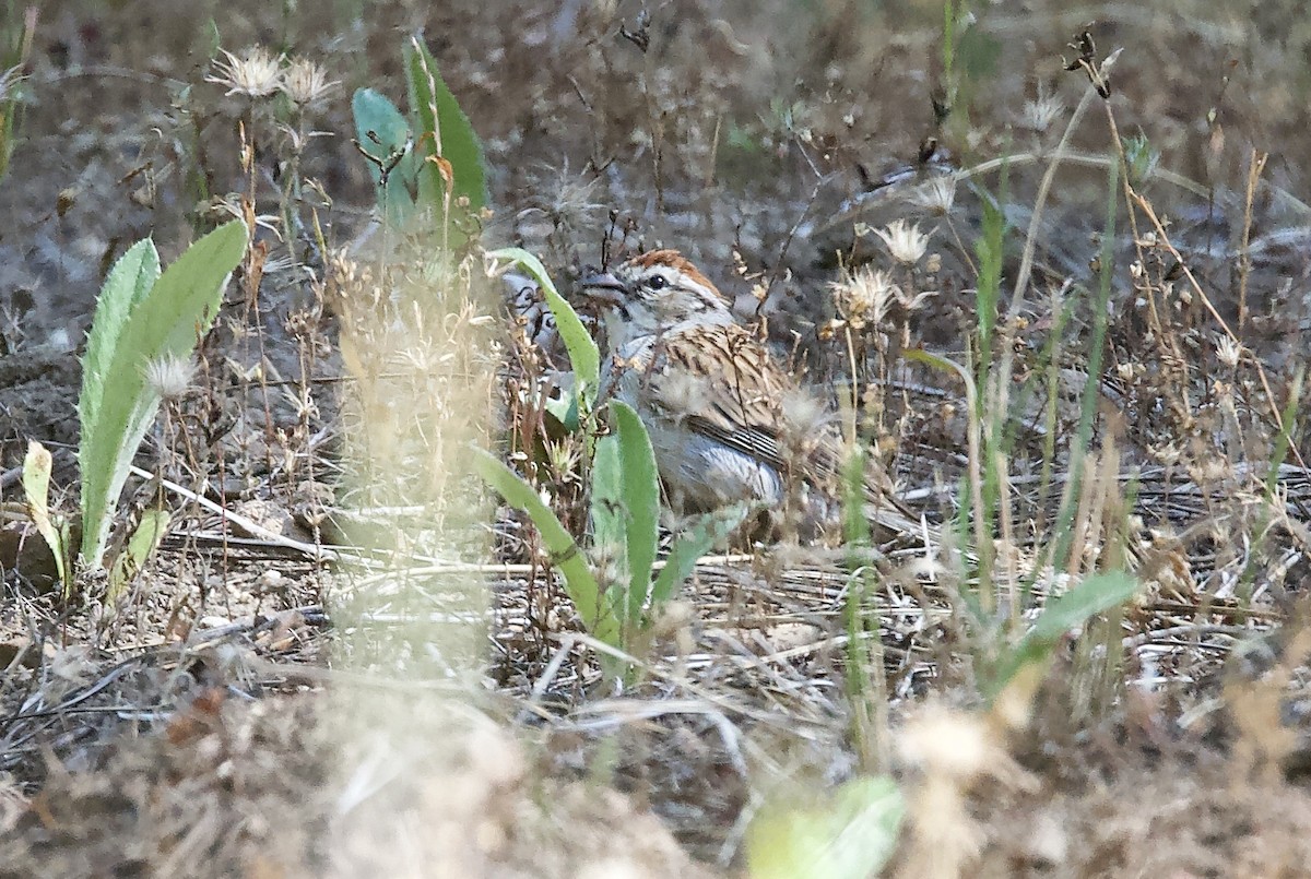 Chipping Sparrow - ML252791931