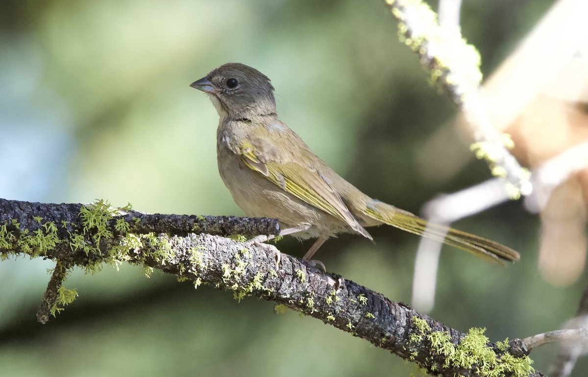 Green-tailed Towhee - ML252792021