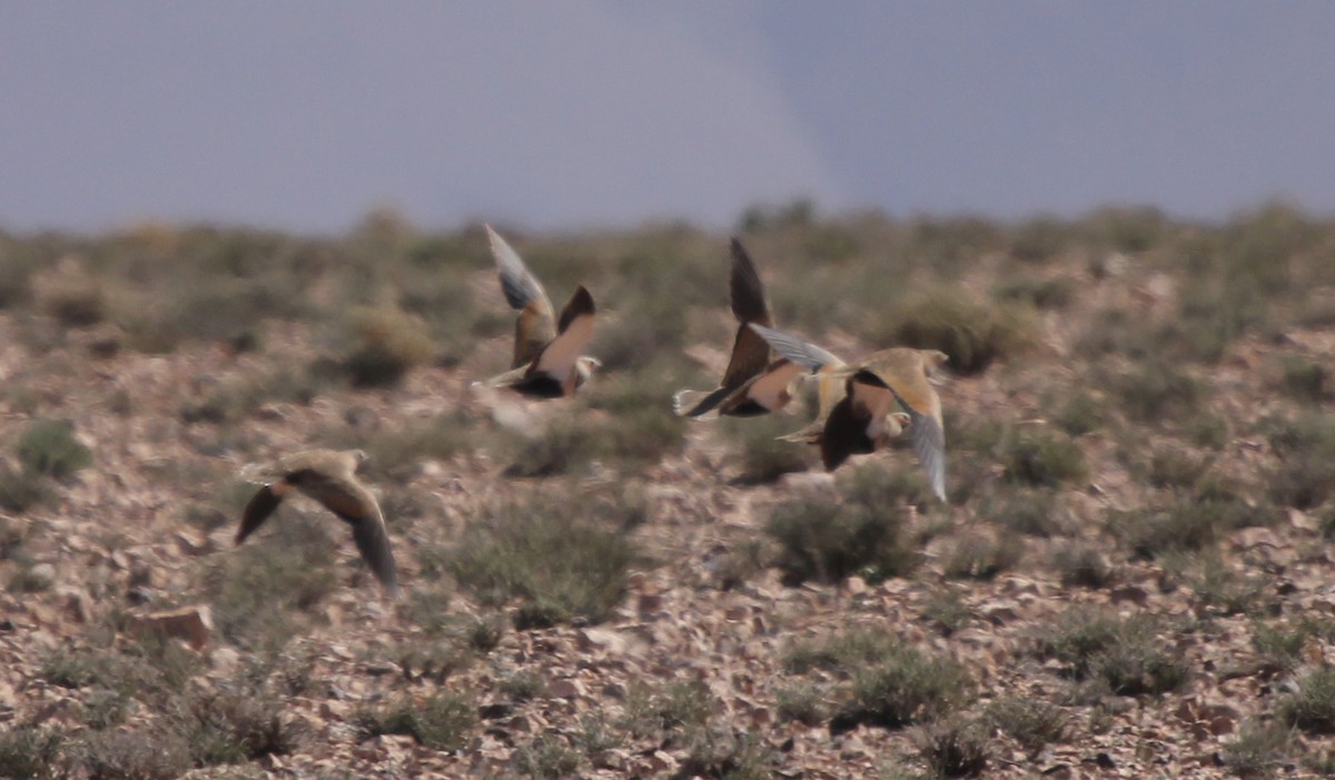 Black-bellied Sandgrouse - simon walkley