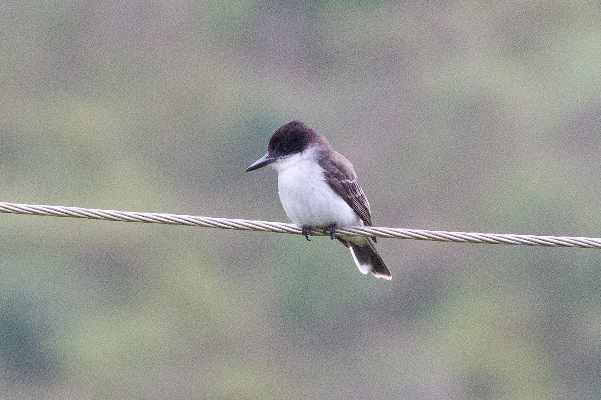 Loggerhead Kingbird - Simon Colenutt