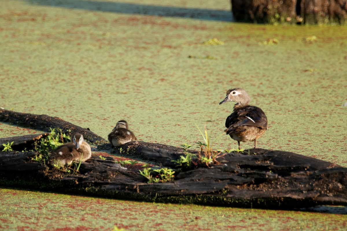 Wood Duck - ML252793701