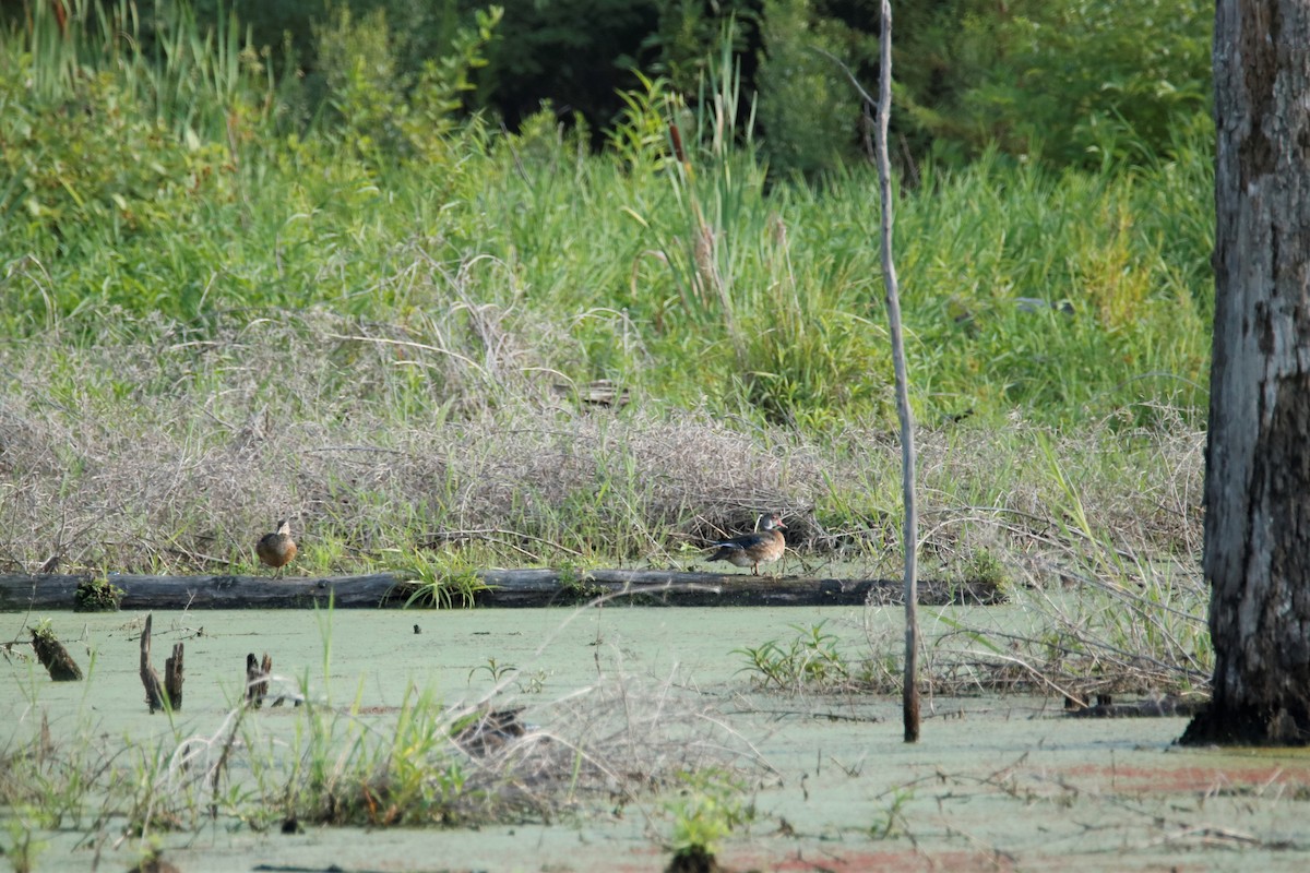 Wood Duck - ML252793731