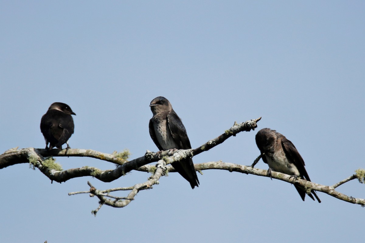 Purple Martin - ML252794241