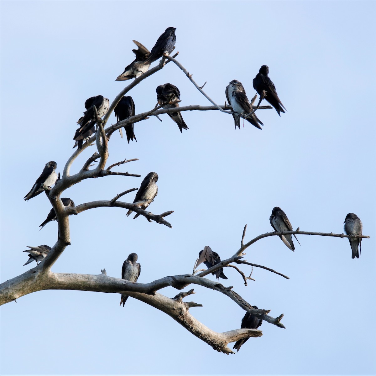 Purple Martin - ML252794251