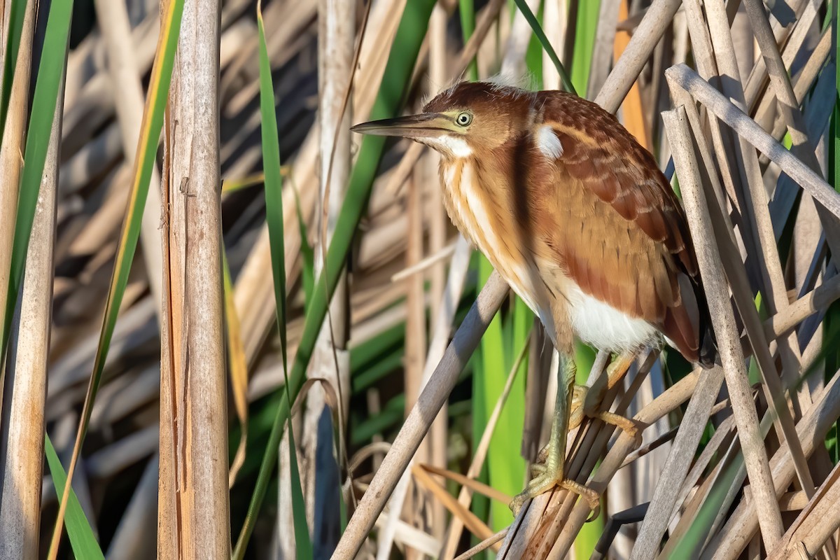 Least Bittern - ML252795141