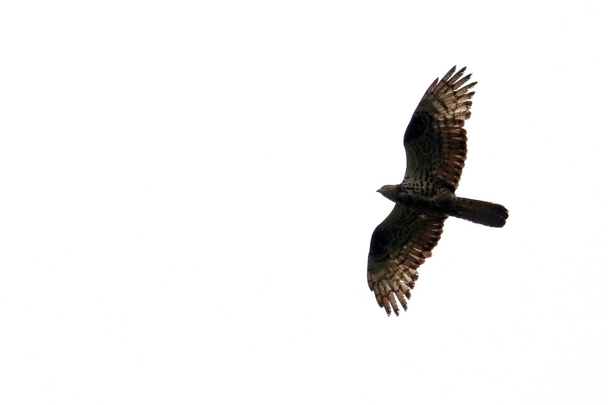 European Honey-buzzard - ML252795301