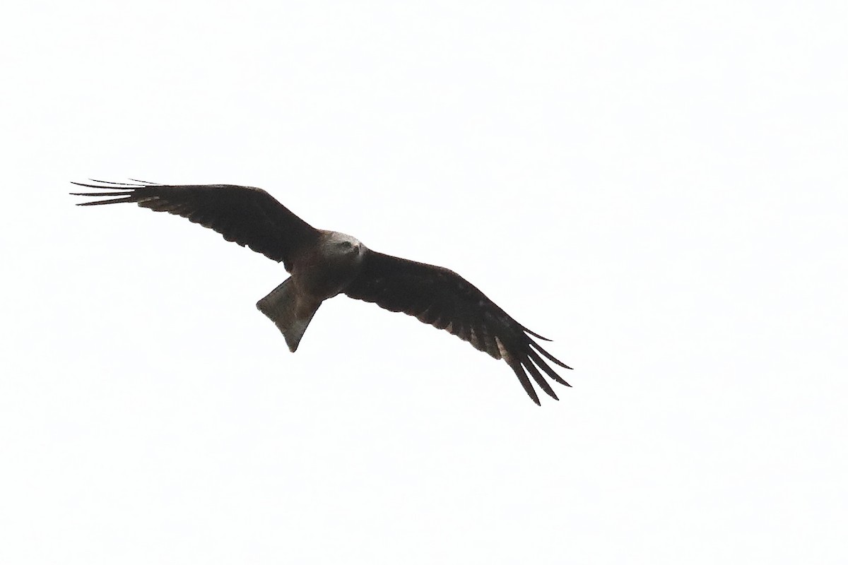 黑鳶 - ML252795691