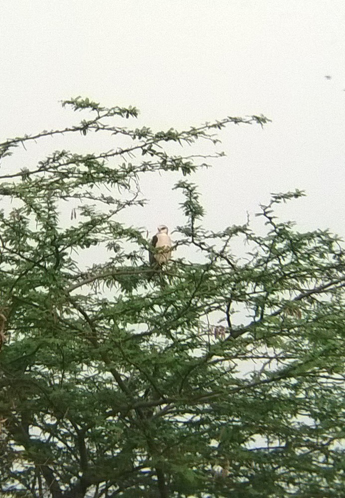 Black-winged Kite - ML25279741