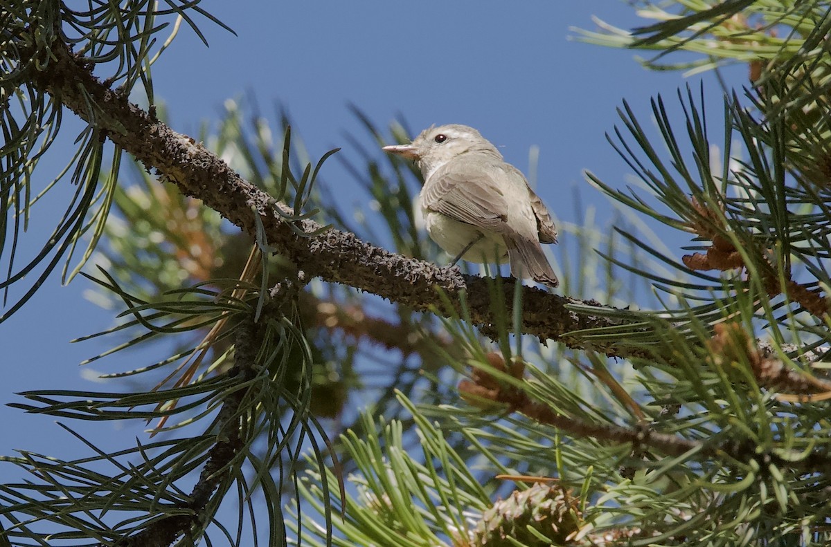 Warbling Vireo - ML252798481