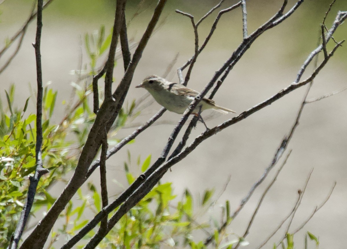 Warbling Vireo - ML252798561