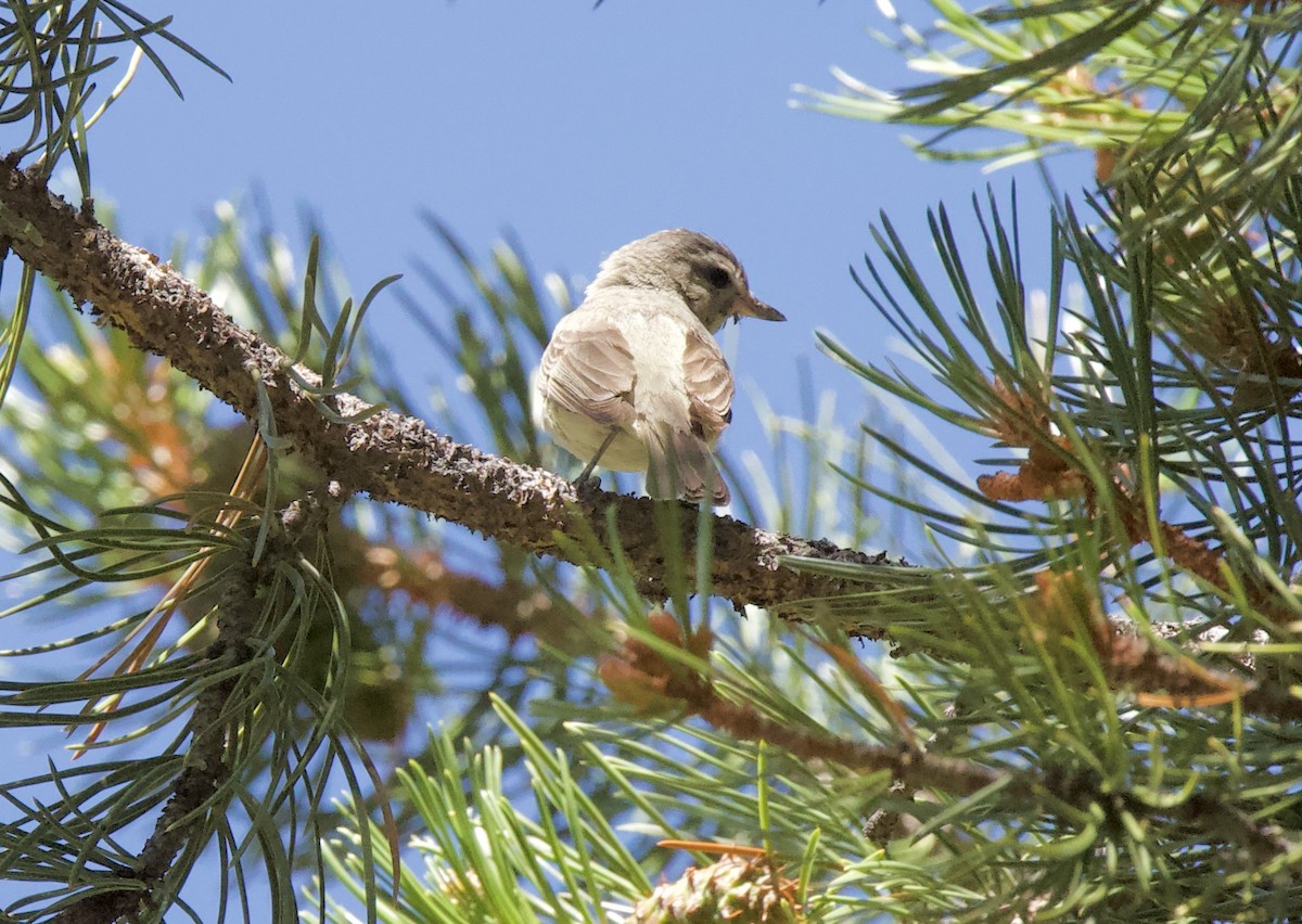 Warbling Vireo - ML252798651