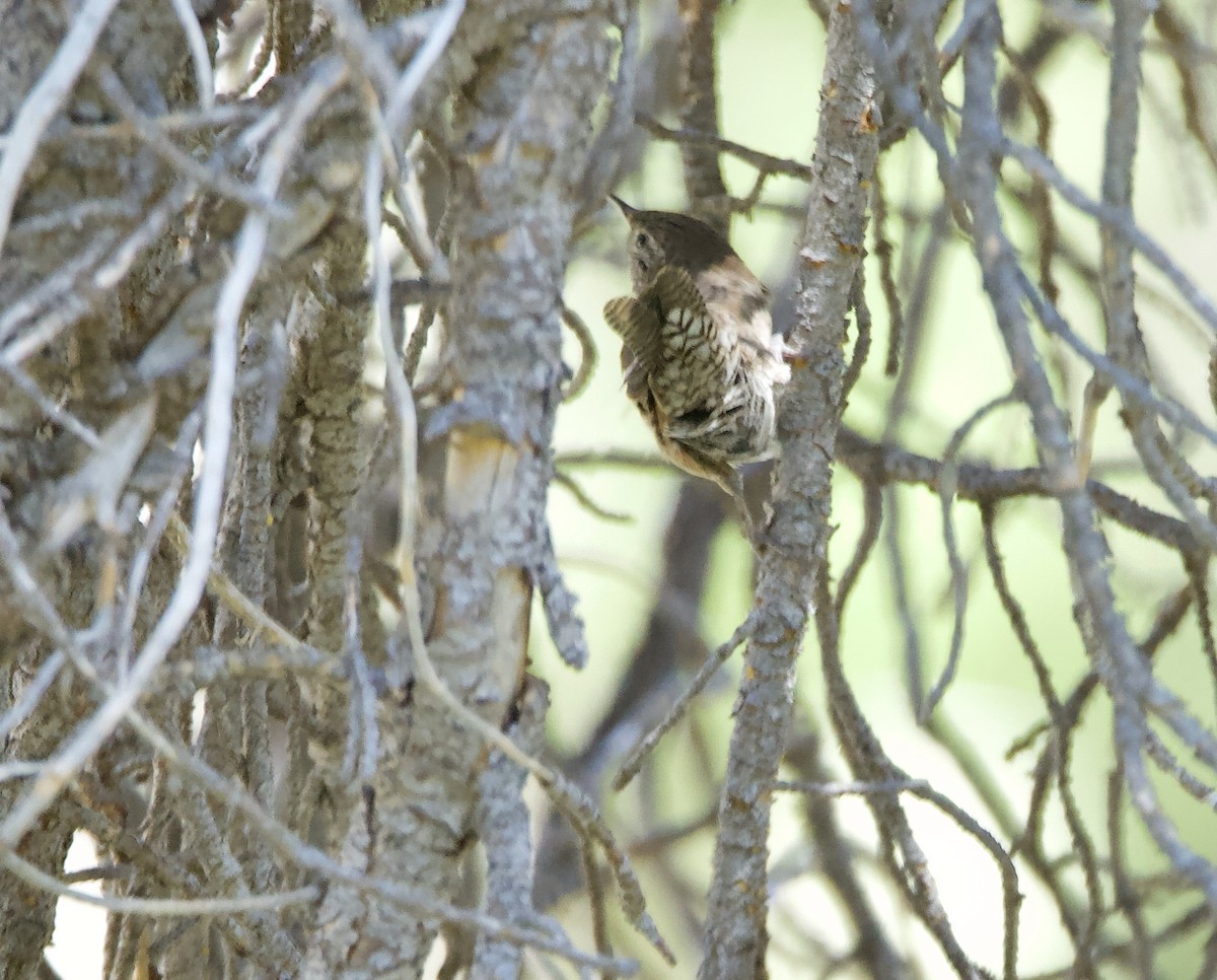 House Wren - ML252799241