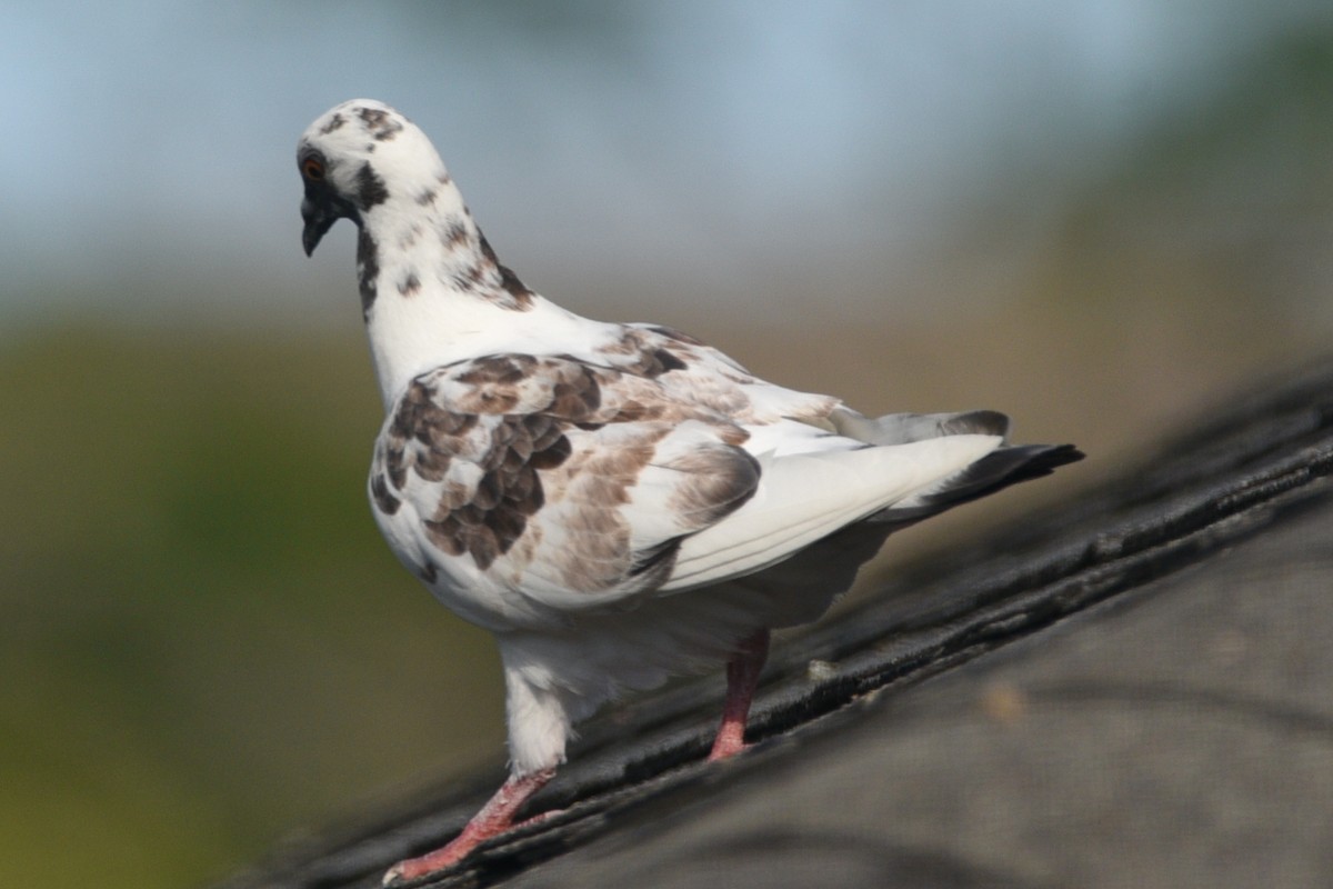 Хөхвөр тагтаа (суурин газрын) - ML252799271