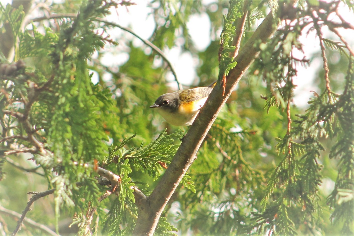 American Redstart - ML252800171