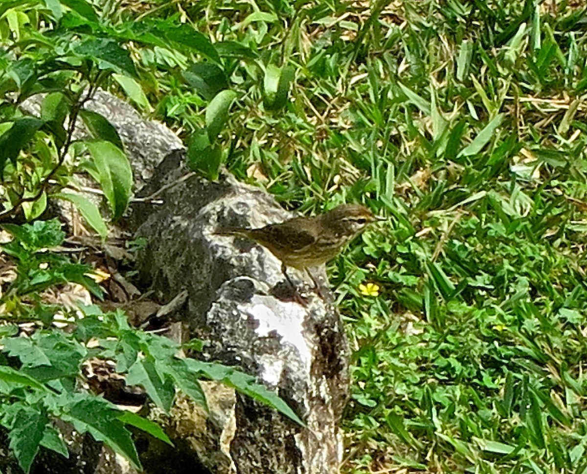 Northern Waterthrush - Pavia Antonas 🦉