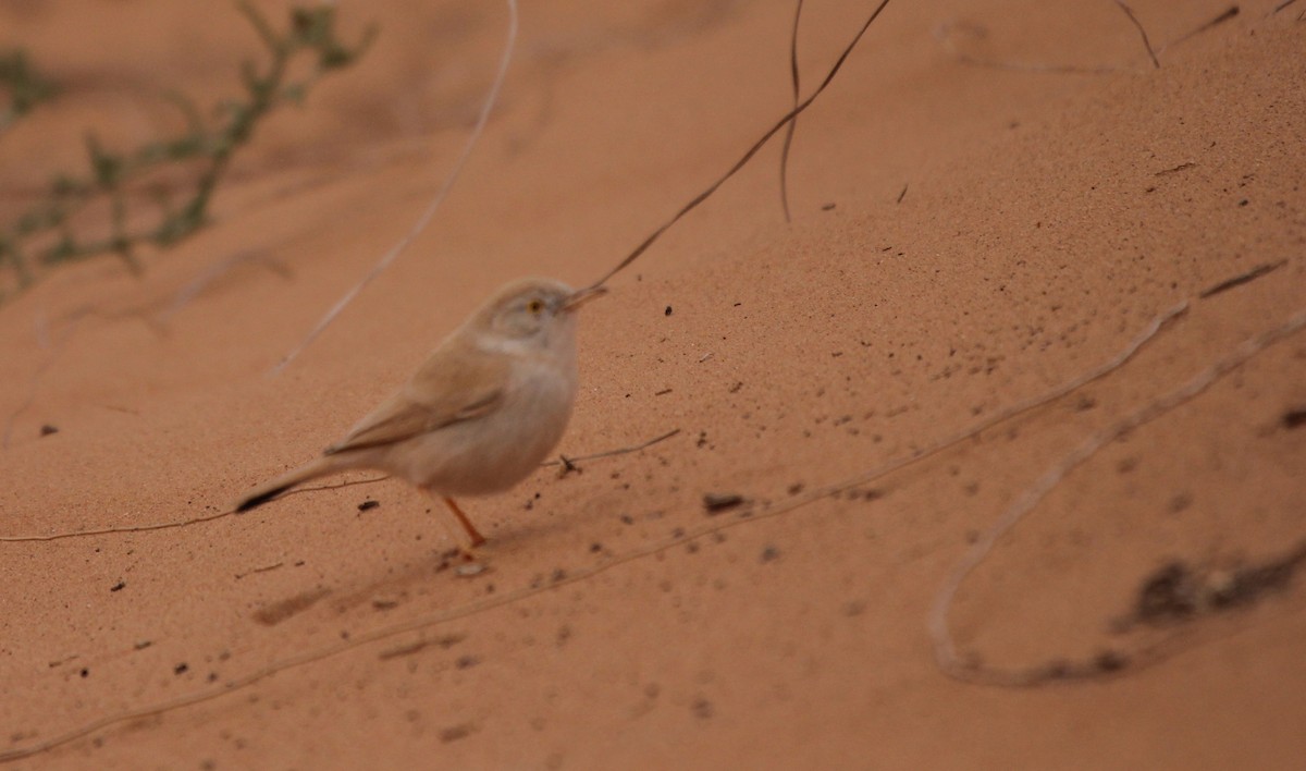 African Desert Warbler - ML252801681