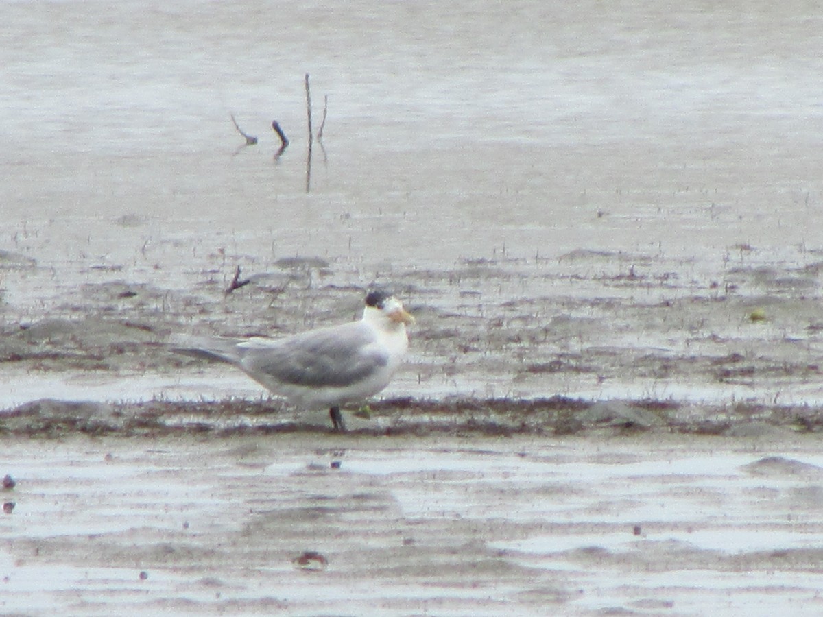 Great Crested Tern - ML252802131