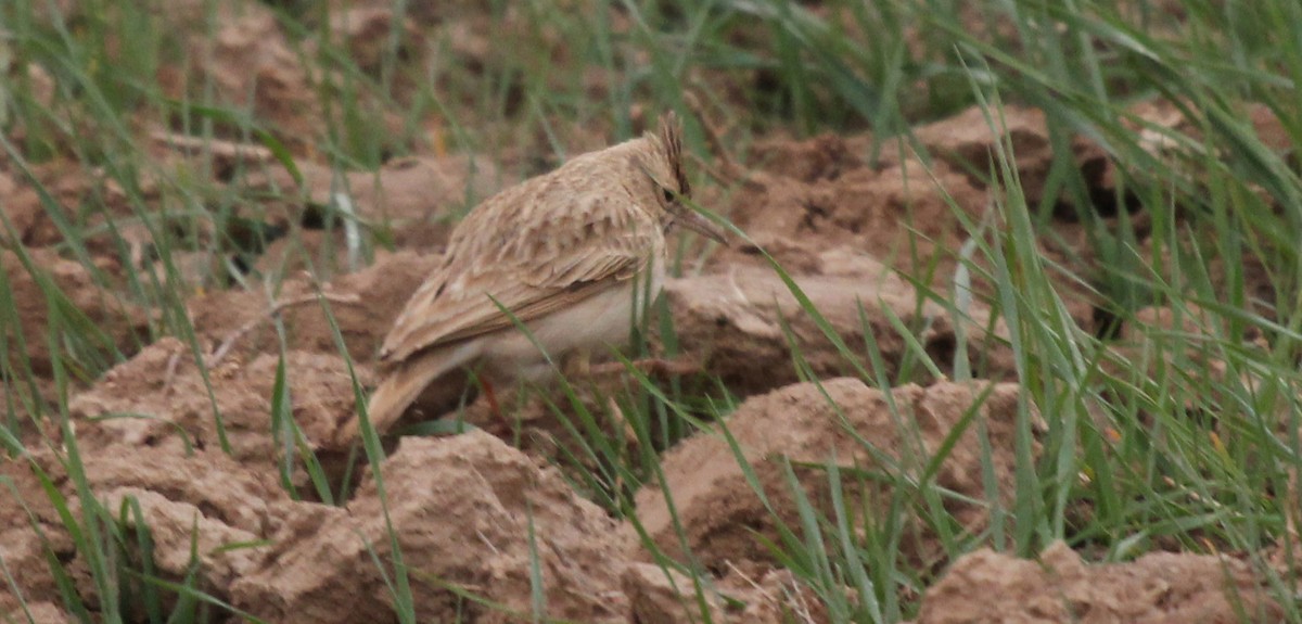 Crested Lark (Crested) - ML252803081