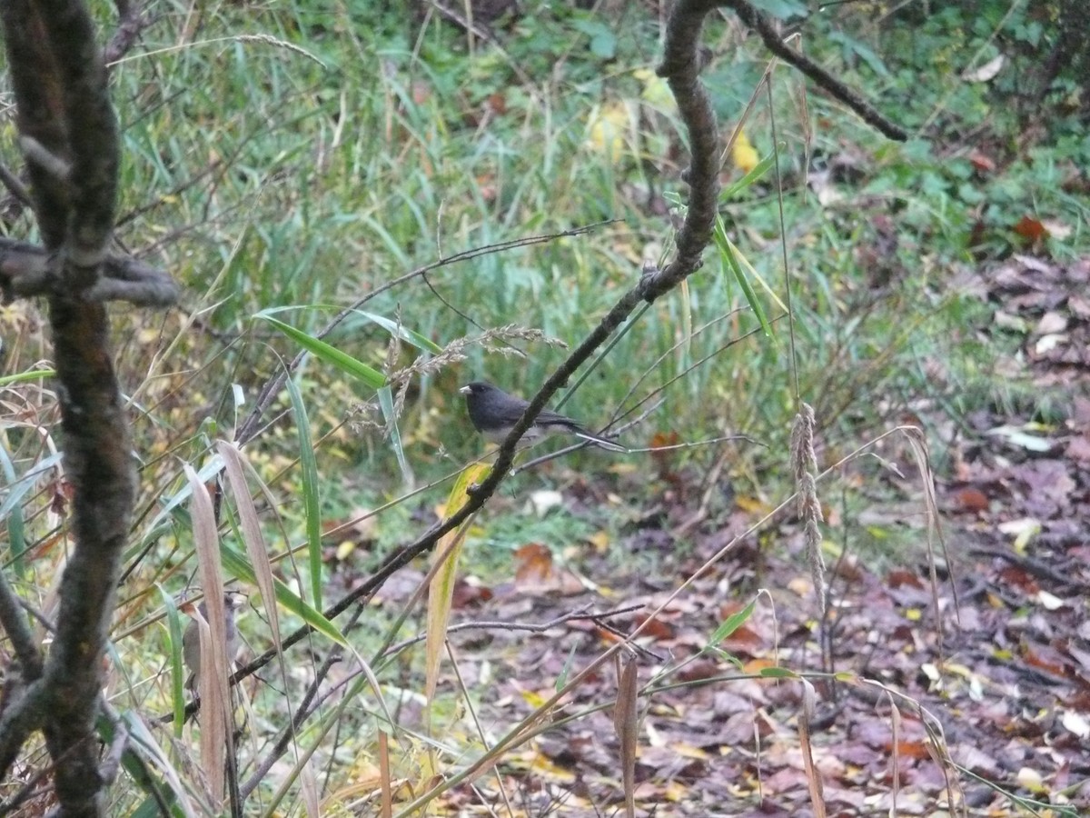 Dark-eyed Junco (Slate-colored) - ML25280351