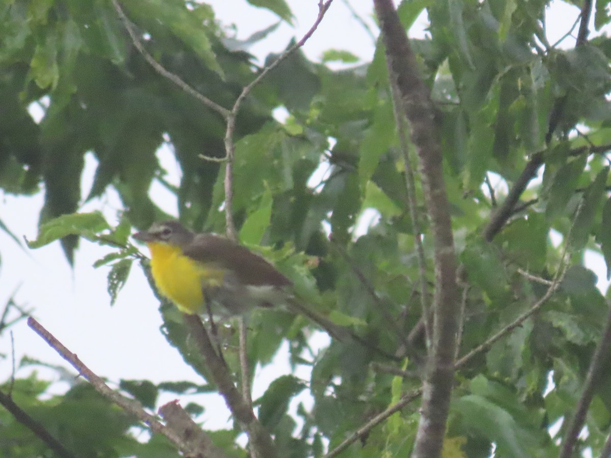 Yellow-breasted Chat - Darrell Peterson