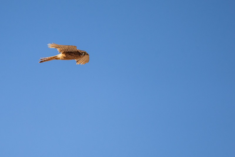Eurasian Kestrel (Canary Is.) - Robert Tizard