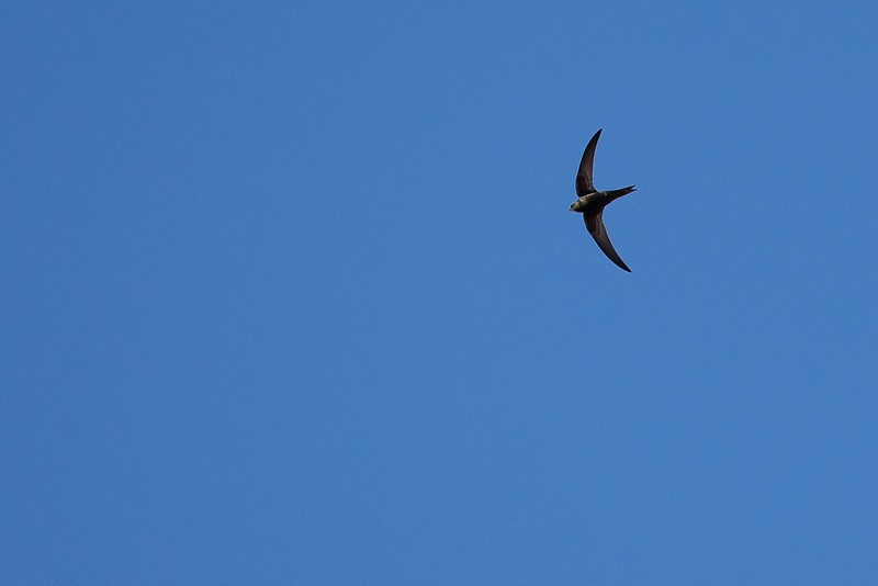 Pallid Swift - Robert Tizard