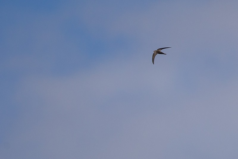 Pallid Swift - ML252805201