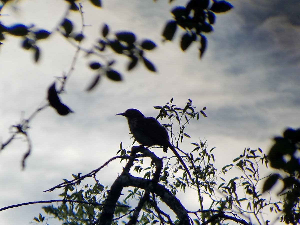 Тремблер рудий - ML252805641